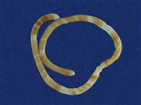 藏品(盲蛇)的圖片